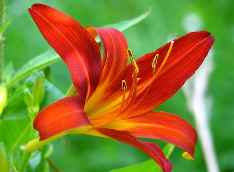 at&t lily pics|At Definition & Meaning .